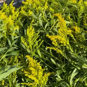 Goldenrod Tincture for Inflammation, Muscle Aches, Urinary Health, and Heart Health - Healthcare Supplement Natural Organic