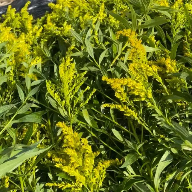 Natural Organic High Concentration Goldenrod Tincture - Natural Wellness Relief Remedy for Inflammation, Muscle Aches, Sediment-Related Urinary Health Support (Core Healthcare Supplement)