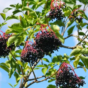 KVITER 100 Black Elderberry Seeds for Planting (Sambucus Nigra) – Organic Fruit Seeds, Heirloom & Non-GMO, Sweet & Juicy Fruit Berries – Perfect Shrub/Small Tree for Your Outdoor Garden
