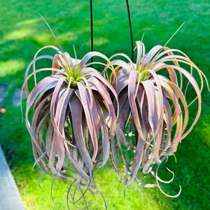 Rare Tillandsia Love Knot Air Plant Capitata Streptophylla Hybrid Easy to Care