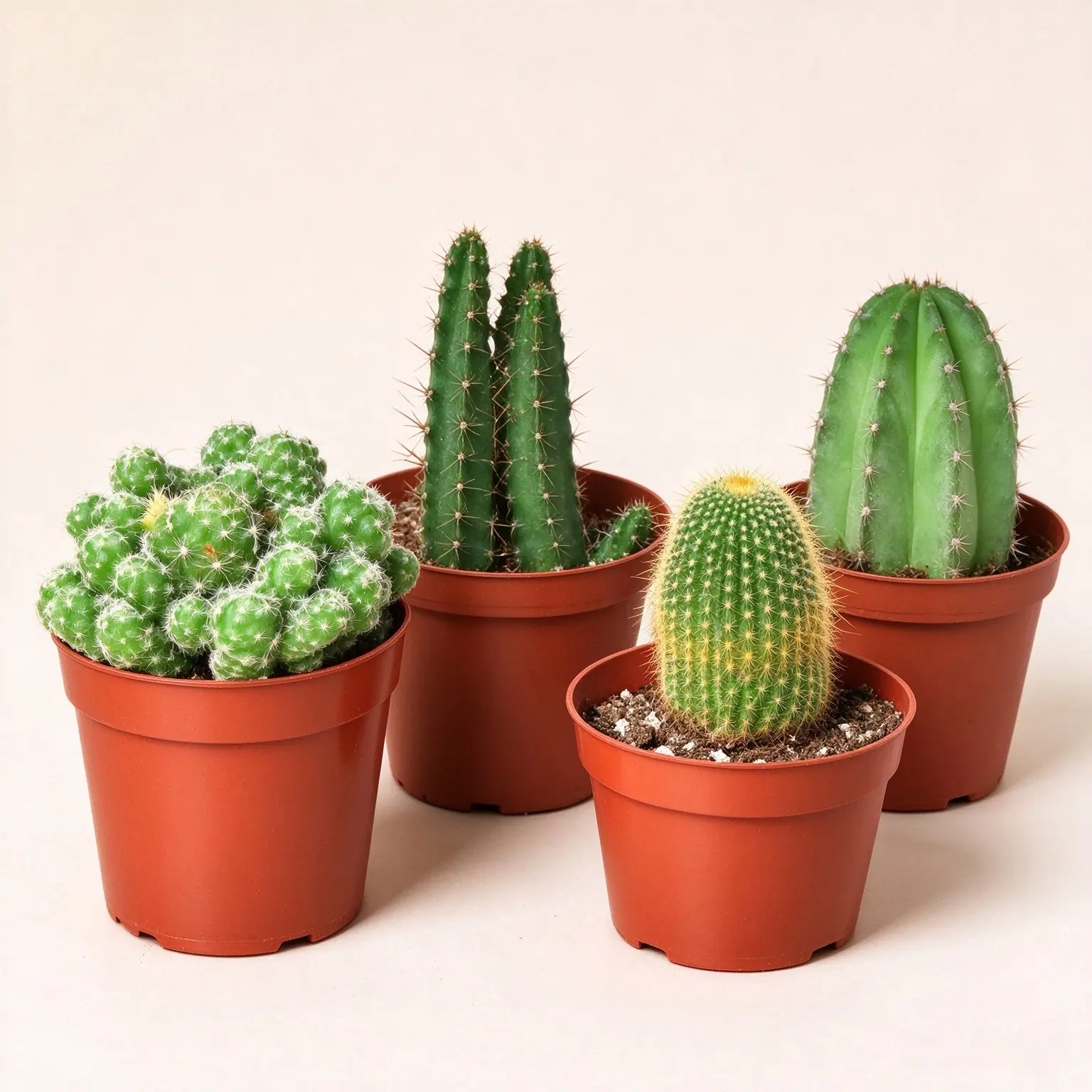 Assorted Live Cactus 4" Potted, Random Pick From 4 Types, Indoor Succulent Decor
