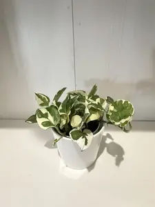 Pothos N' Joy - 4''