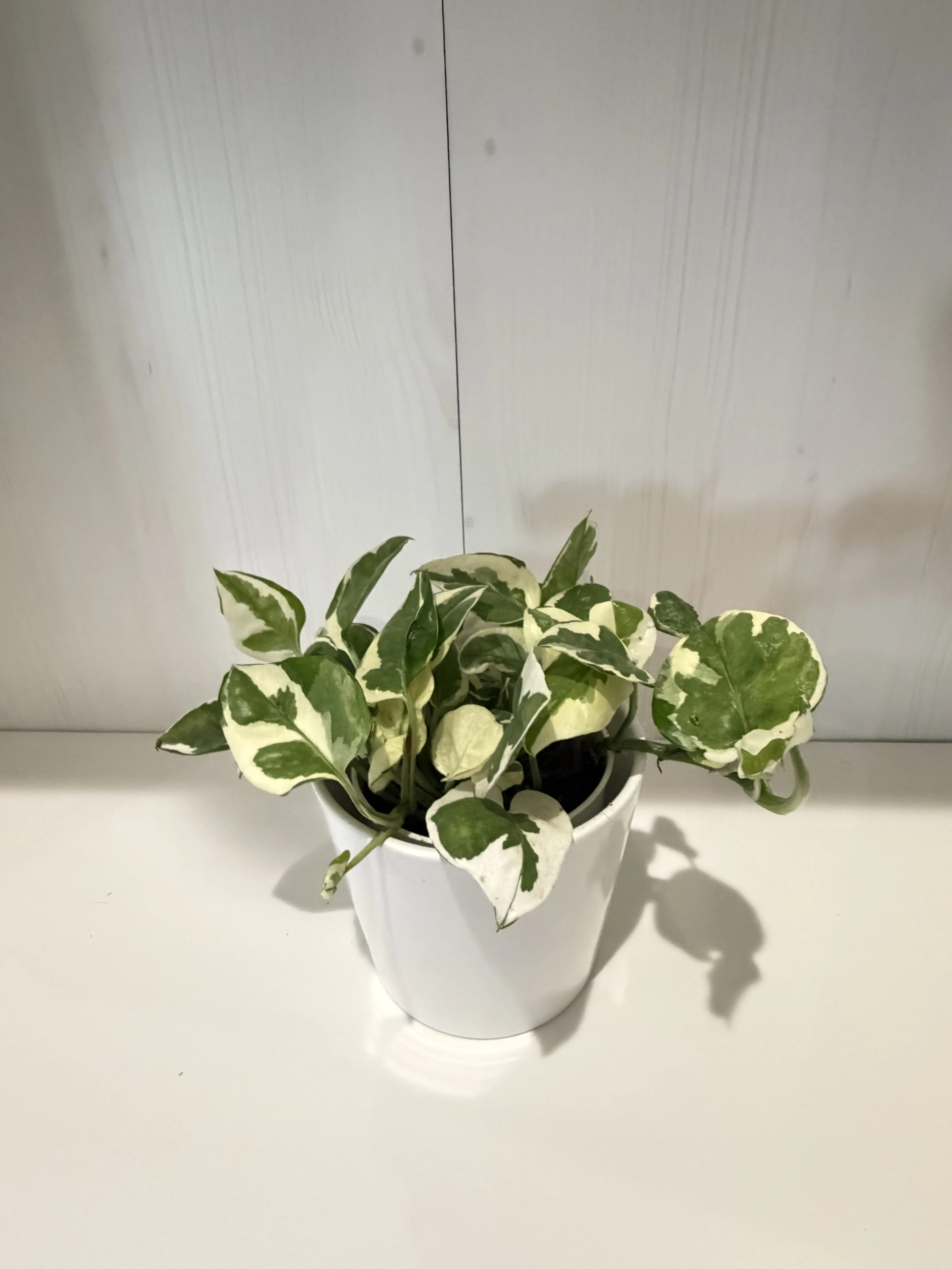 Pothos N' Joy - 4''