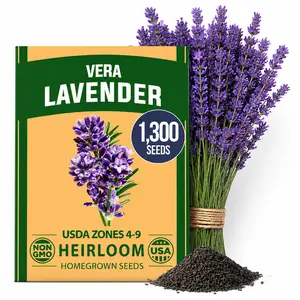 English Lavender Flower Seeds - 1300+ Premium Seeds, High Germination, Quick-Growing, Shade-Tolerant for Indoor/Outdoor Planting