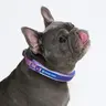 Spark Paws Martingale Dog Collar – Cushioned Slip-On Training Collar, Heavy Duty, Safety-Tested No-Buckle Collar for Medium & Large Dogs