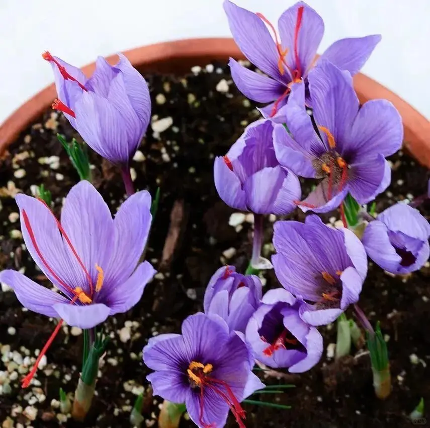 Saffron Crocus Bulbs Hardy Autumn Blooming Flower Bulbs for Beginner Gardeners Landscape & Edible Spice Harvest backyard