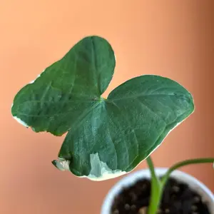 Alocasia Mickey Mouse #12