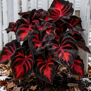 800pcs Black-Red Hosta Seeds Exotic Bicolor Foliage for Dramatic Garden Appeal Perennial Plant Ideal Gardeners All Seasons, Shade Tolerant, Striking Red-Black Contrast,seed