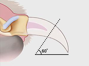 Candure Dog Nail Clippers and Trimmer with Safety Guard to Avoid Over-Cutting Toe Nails Professional Grooming Pet Nail Clipper with Nail File for Small Medium-Large Breeds