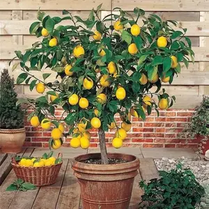 100 Lemon Seeds - Grow Your Own Bonsai or Full-Size Fruit-Bearing Tree - Non-GMO, Heirloom, Organic - Ideal for Zones 8-11 plant indoor cultivation