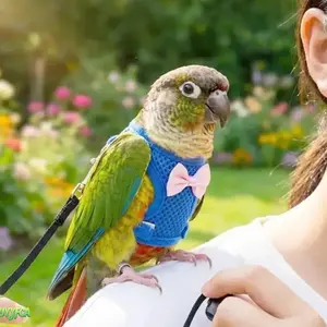 Parrot Harness and Leash Set, Cute Bowtie Breathable Mesh Bird Flight Vest, Anti-Lost Outdoor Flying Training Rope,Bird Flight Vest  Sun Conure, Cockatiel and Small Birds, Ideal for Outdoor Walking, Park Trips and Bird Enrichment beach outfits summervibes