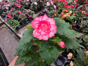 Beautiful FULL plants in 4in pot NOT seeds or just tuber. Tuberous x Begonia 'NONSTOP ROSE PICOTEE'