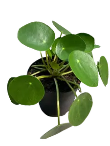 Pilea Peperomioides 4" Plant - Lucky Money Plant for Beginners & Plant Lovers, Coin-Shaped Leaves, Fast-Growing, Air-Purifying, Indoor Use