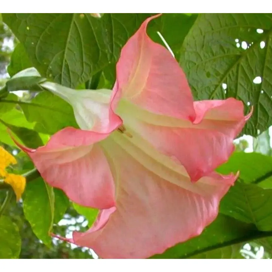 10 Sunset Angel Trumpet Seeds 10 Sunset Angel Trumpet Seeds