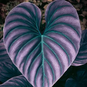 800pcs Rare Silver-Green Giant Heartleafs with Electric Veins | Easy to Grow Perennial for Stunning Garden Borders & All Seasons Planting