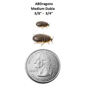 Dubia Roaches Medium 3/8" to 3/4"