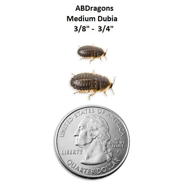 Dubia Roaches Medium 3/8" to 3/4"