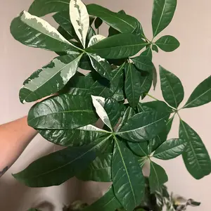 4” Money Tree Variegated, live plant, indoor plant