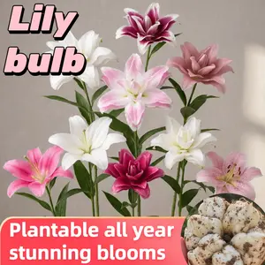 Pink hibiscus double lily, fresh and pure sweet, elegant and not greasy, potted with buds, blooming 365 days a year, can be planted indoors and outdoors, cold-resistant flowers, can grow for a long time.