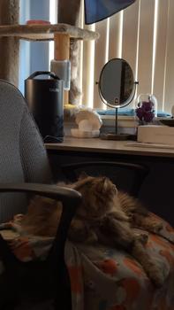 product review image from HorrorMushroom 2