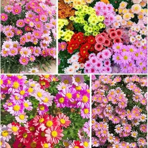 300+ Pyrethrum Seeds – Beautiful White, Yellow & Purple Perennial Painted Daisies – Heirloom Tanacetum Chrysanthemum for a Vibrant Garden