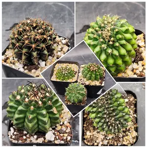 Gymnocalycium Crested Cactus Unique Rare Special Bright Cacti with Unique Features
