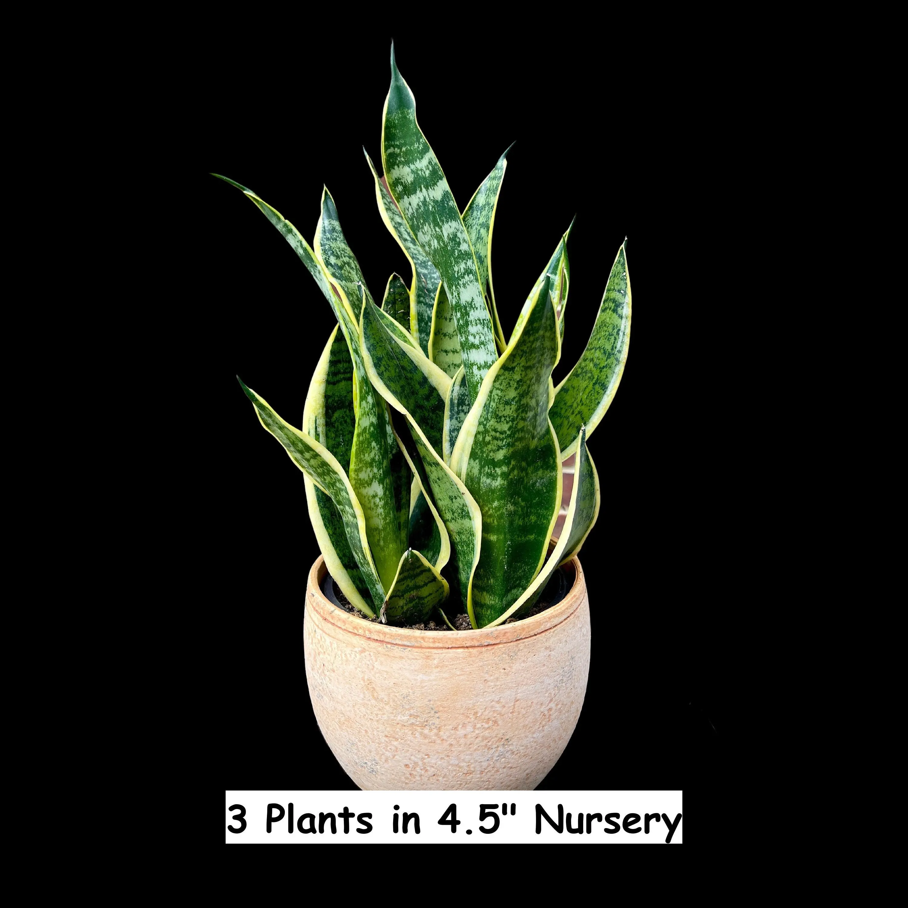 Mother-In-Law's-Tongue Plant | Sansevieria Zeylanica | Sansevieria Laurentii | Plants for Pets | Snake Plant