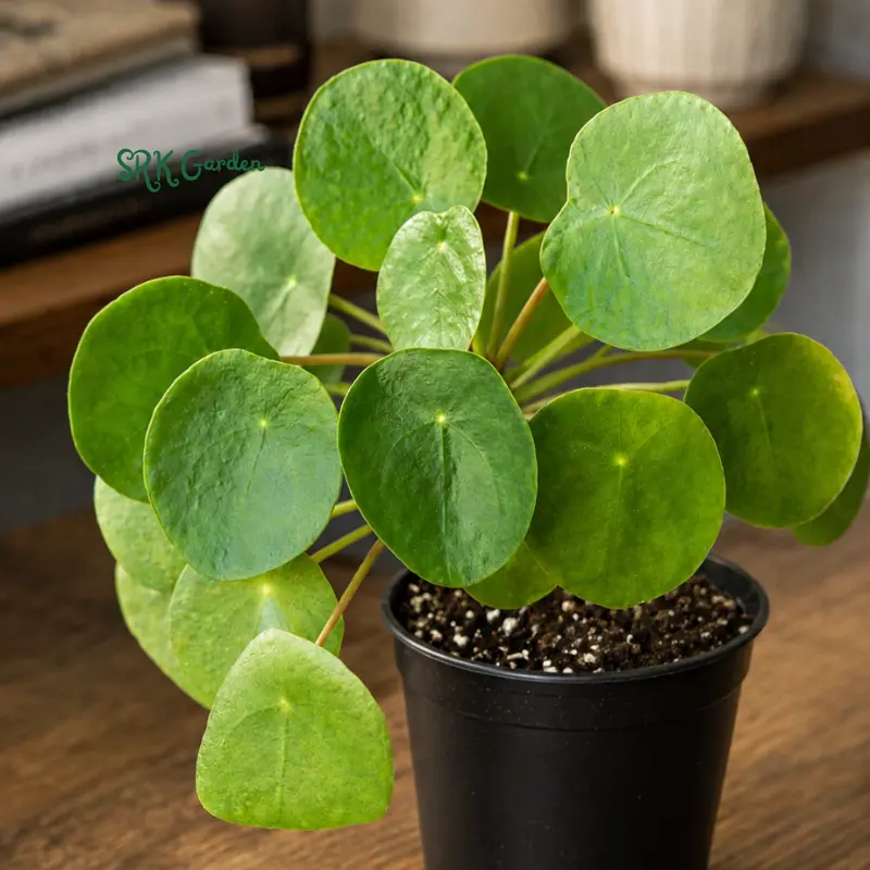 Chinese Money Plant, Pilea Peperomioides, Live Houseplant in 2.5" pot