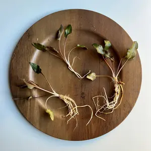 Red Wendtii Cryptocoryne Aquatic Plant Pack- Colorful midground plant for freshwater aquariums!