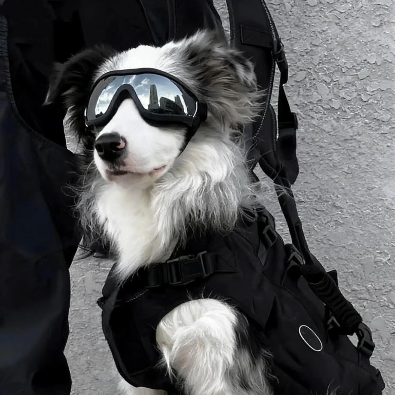 Dog Sun Glasses for Medium to Large Dogs, Transparent Windproof Dustproof Snow Pet Eyewear with Elastic Band, Stylish Dog Accessories