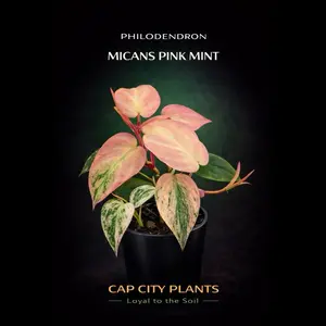 Philodendron Pink Mint Mican, Tissue Culture (TC) Live Plant for Indoor Plant Enthusiasts