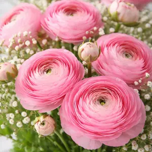 Ranunculus Aviv Pink Bulbs – Spring Flowers for Garden & Cutting – Hand Picked Nursery