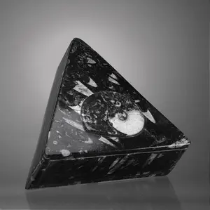 Triangular Ammonite and Belemnite Jewelry Box