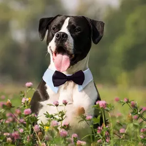 Elegant White Tuxedo Bowtie for Dogs and Cats, Adjustable for Special Occasions