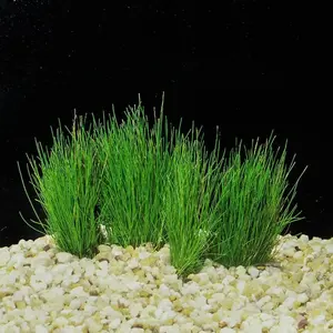 BUY 2 GET 1 FREE Dwarf Hairgrass (Eleocharis Parvula)-Easy Live Aquarium Pond Aquatic Plant