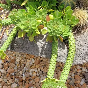 M. Stapeliodes f var Guentheri Euphorbia neostapelioides  (Medusa) Succulent Cactus Plant -  Rooted