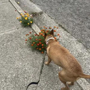 Product Review of iYoShop Hands Free Dog Leash with Zipper Pouch, Dual Padded Handles and Durable Bungee for Walking, Jogging and Running Your Dog from B**e M** ** T**s m** 🩵**🧸