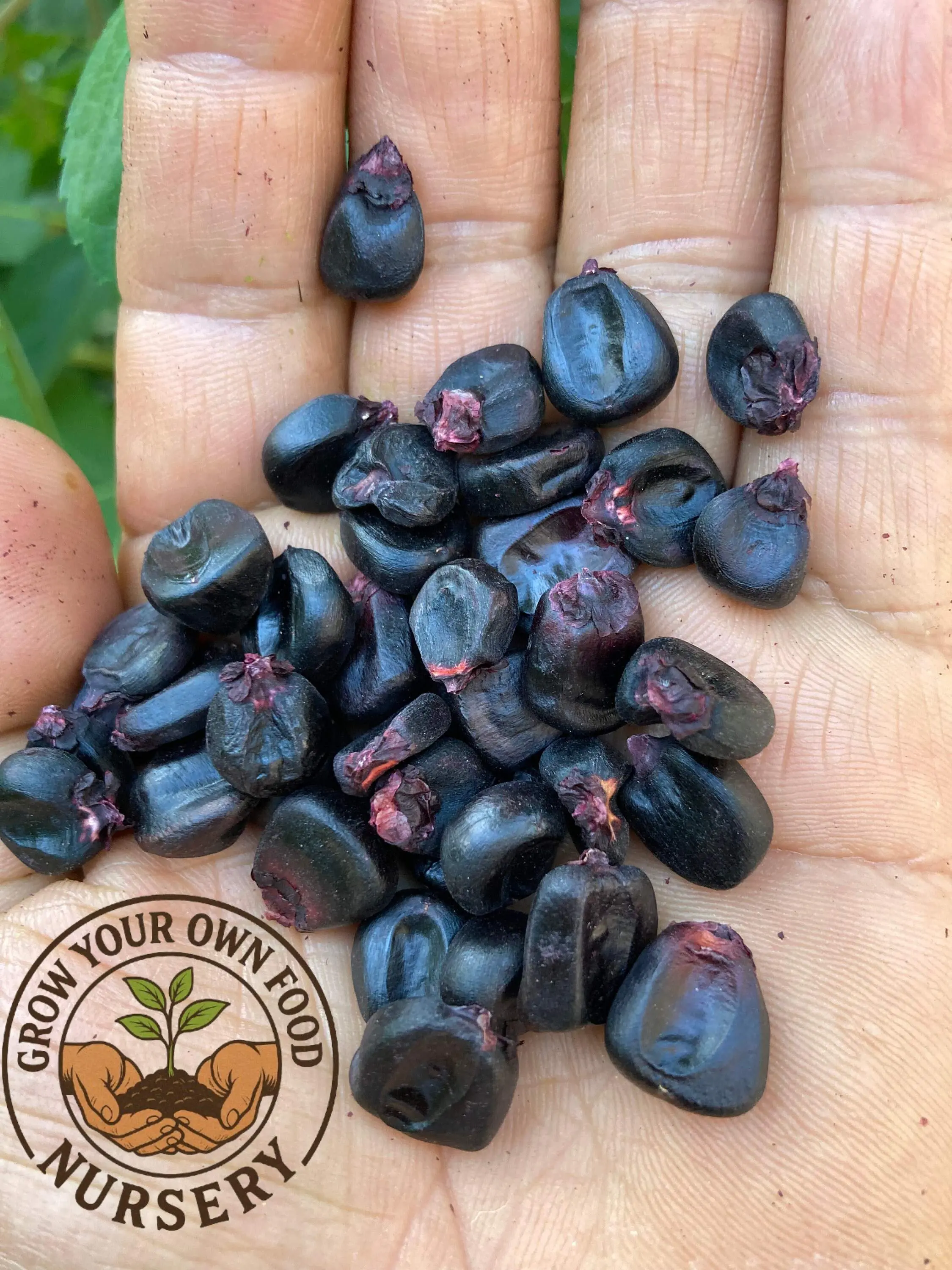 Peruvian Heirloom Purple Corn (Maiz Morado) Non-GMO Garden Plant Seeds, Heirloom Seed Packets for Planting