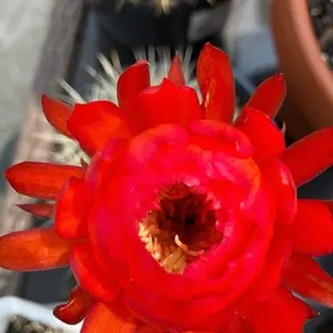 Mystery Cactus Seeds ~ 1000 Seed ct. Vendor’s Choice