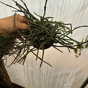 Bundle of sticks plant 4 in pot