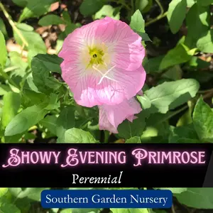 Showy Evening Primrose Flower Seed Pack Pinkladies Flowers Native Perennial Wildflower for Small Gardens - Flowering Plant
