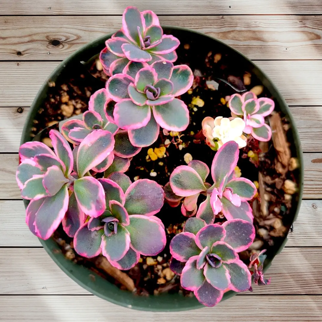 SunSparkler® Sedum 'Dream Dazzler' SunSparkler® Sedum 'Dream Dazzler'