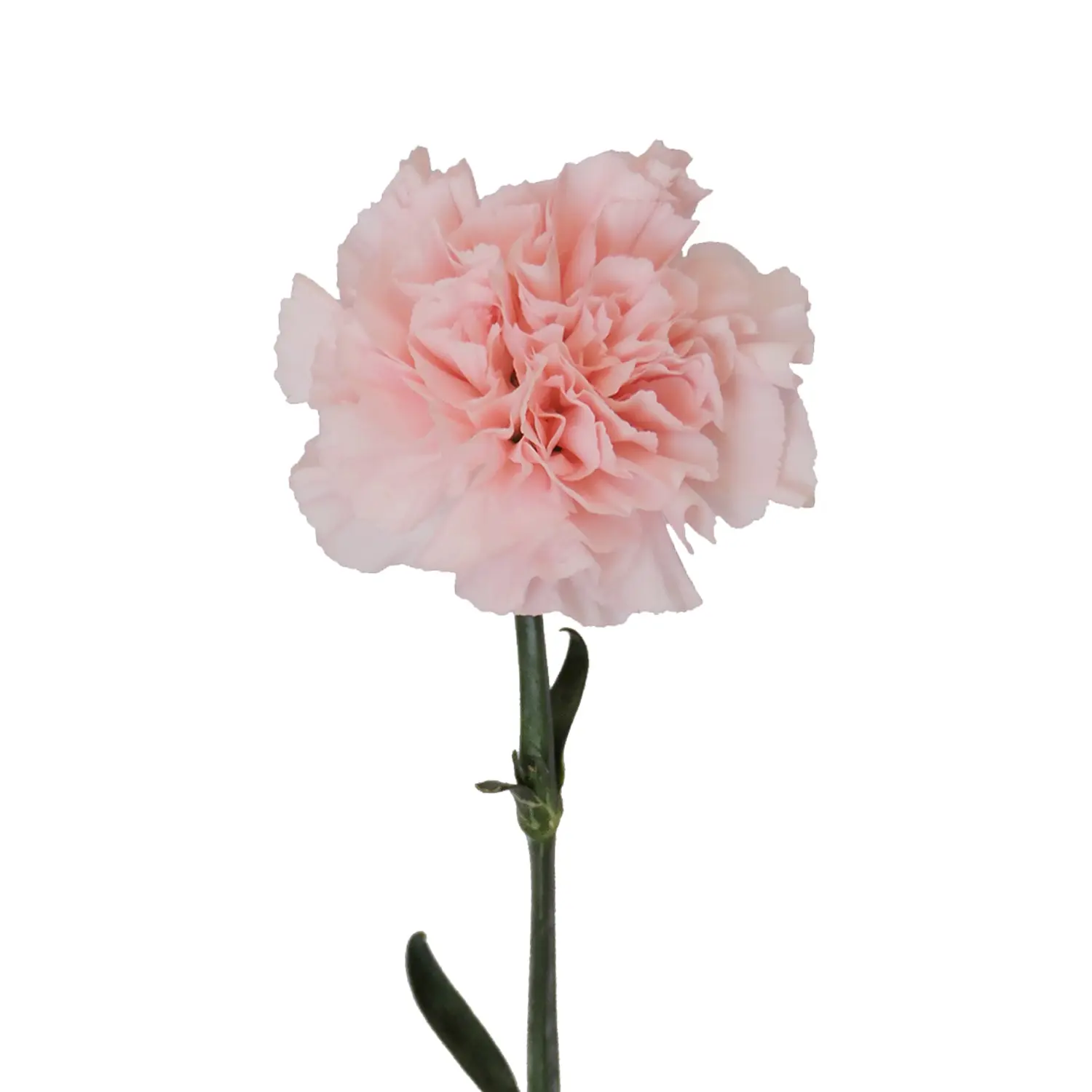 Light Pink Carnations