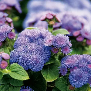Artist® Blue Floss Flower
