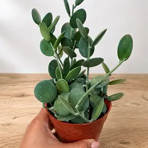 Silver Dollar Vine 4’pot