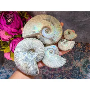 Rainbow Ammonite Fossil - Small