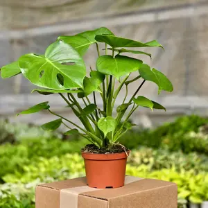 Monstera Deliciosa (Philodendron Split Leaf)