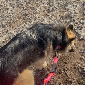 Product Review of iYoShop Hands Free Dog Leash with Zipper Pouch, Dual Padded Handles and Durable Bungee for Walking, Jogging and Running Your Dog from H**y H**s