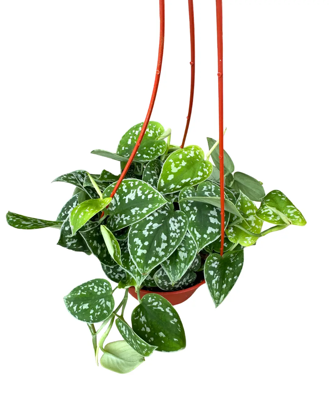 6" Scindapsus Pictus Argyraeus – Satin Pothos – Live Plant
