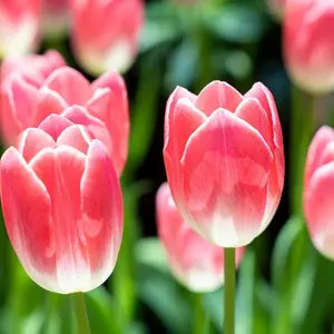 Pink Ardour Tulip Bulbs – Elegant Spring Blooming Tulips